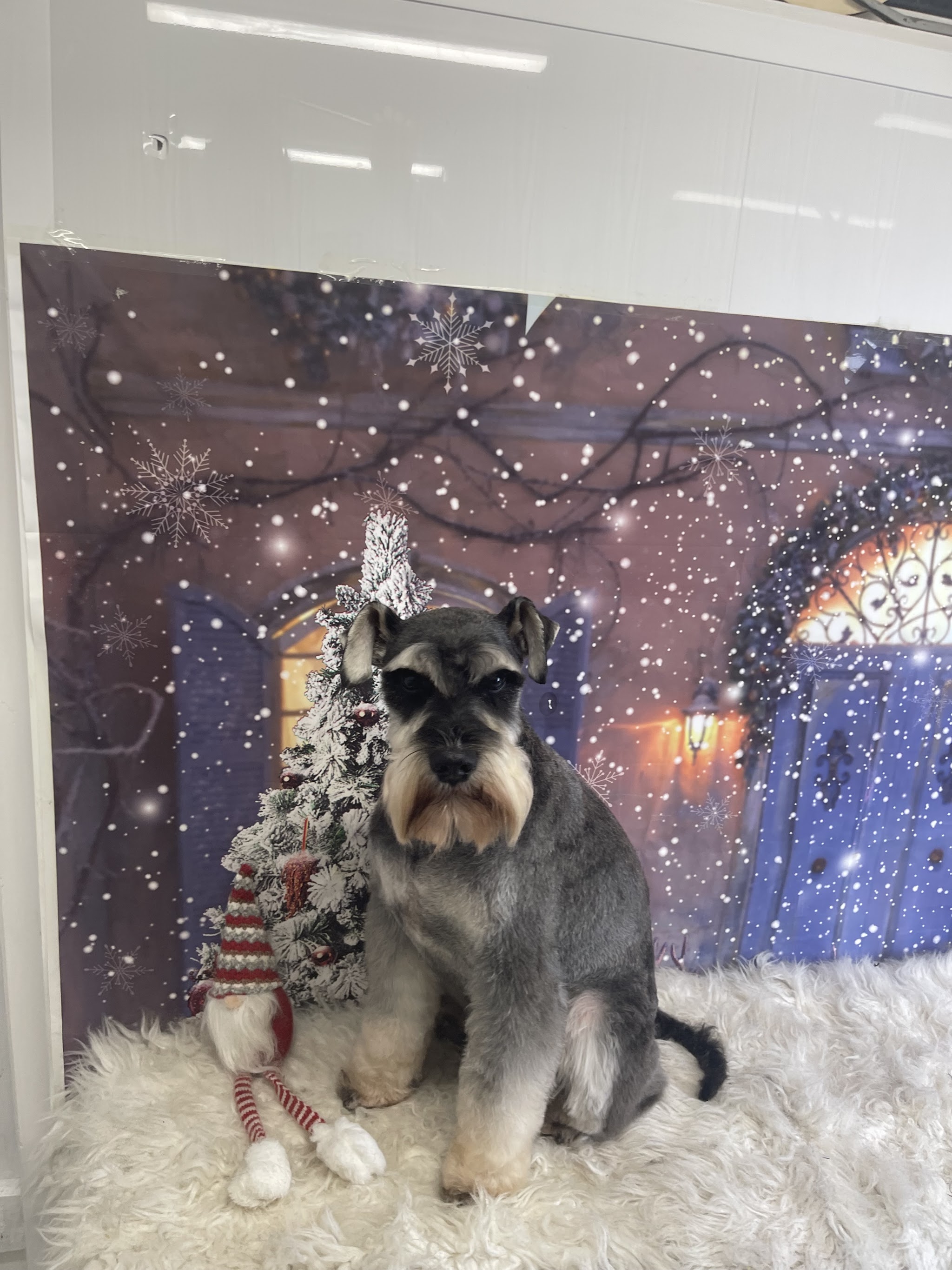 A schnauzer with a smart trim posing in front of a Christmas backdrop