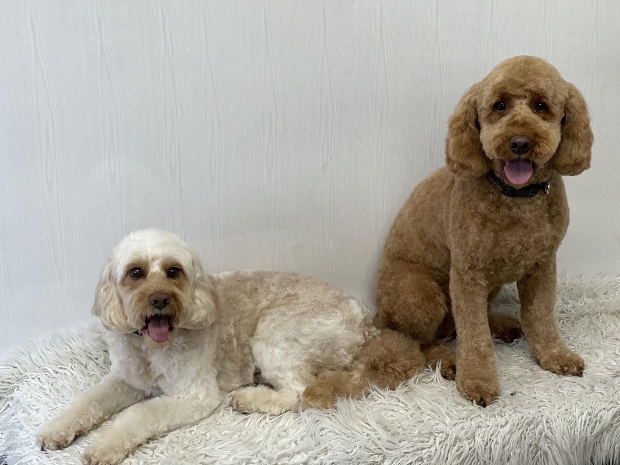 Two freshly groomed doodles relaxing on a white sheepskin rug