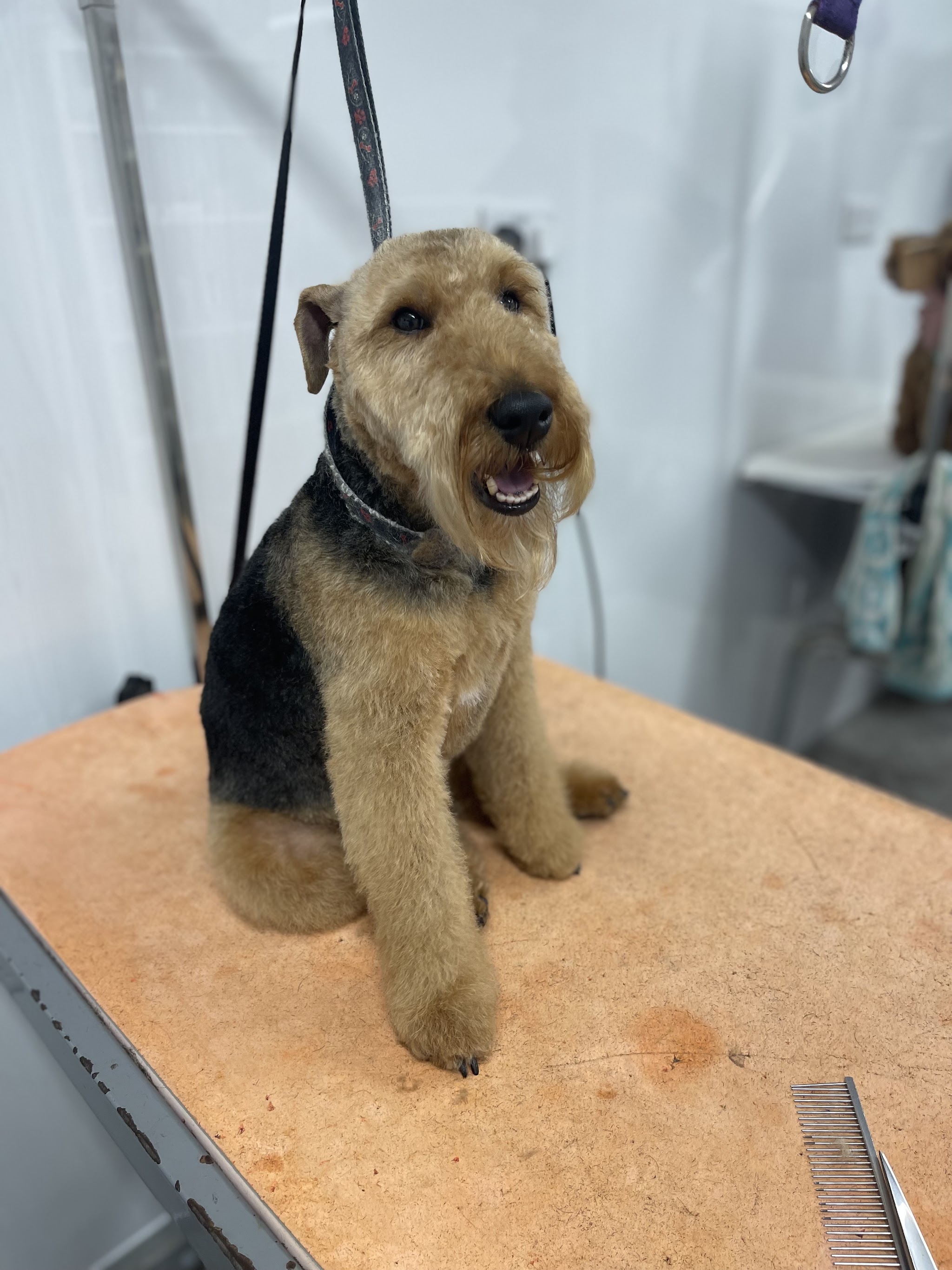 A terrier with a fresh, tidy trim on the grooming table