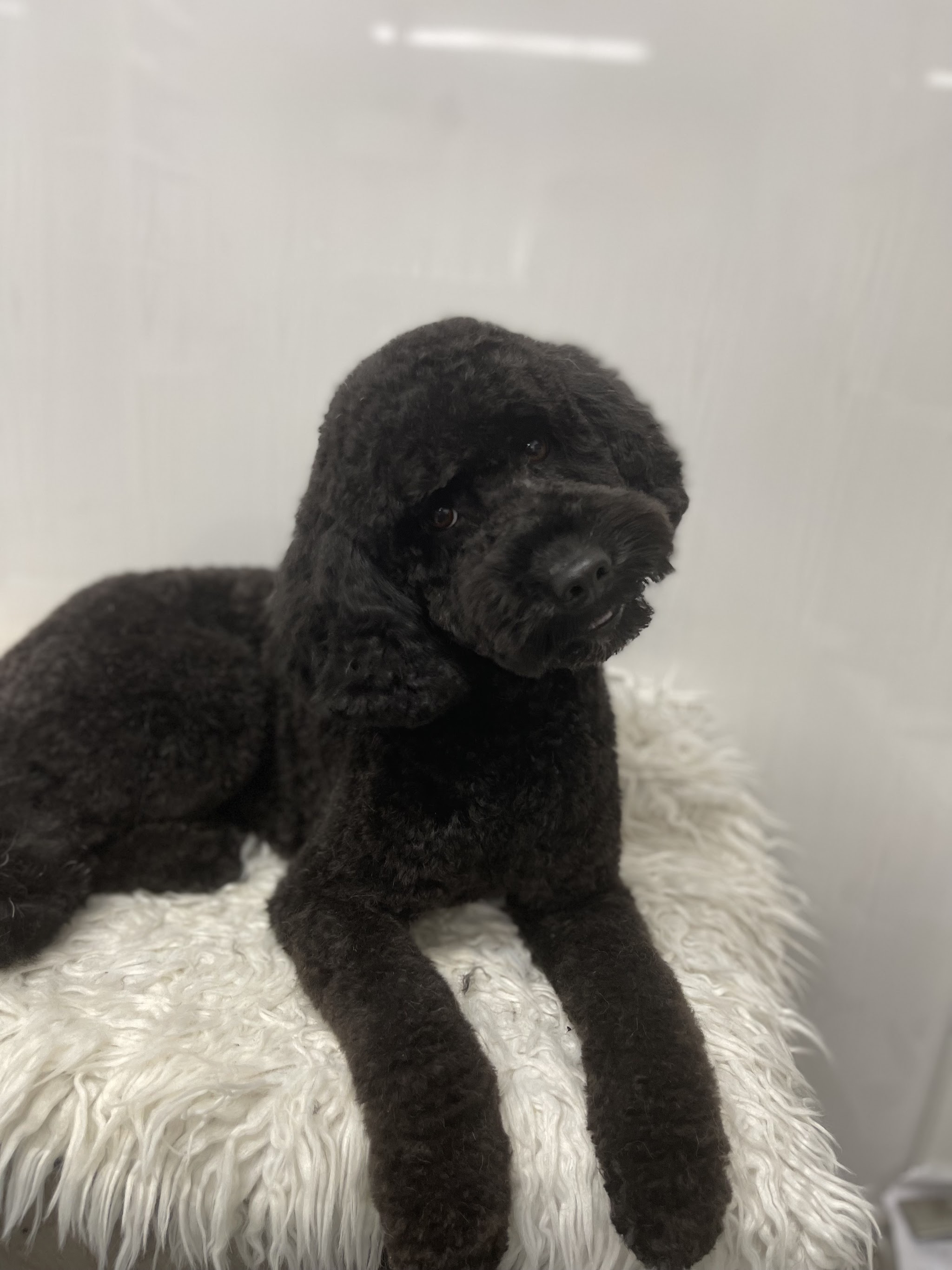 A black poodle-type dog with a neat, rounded groom