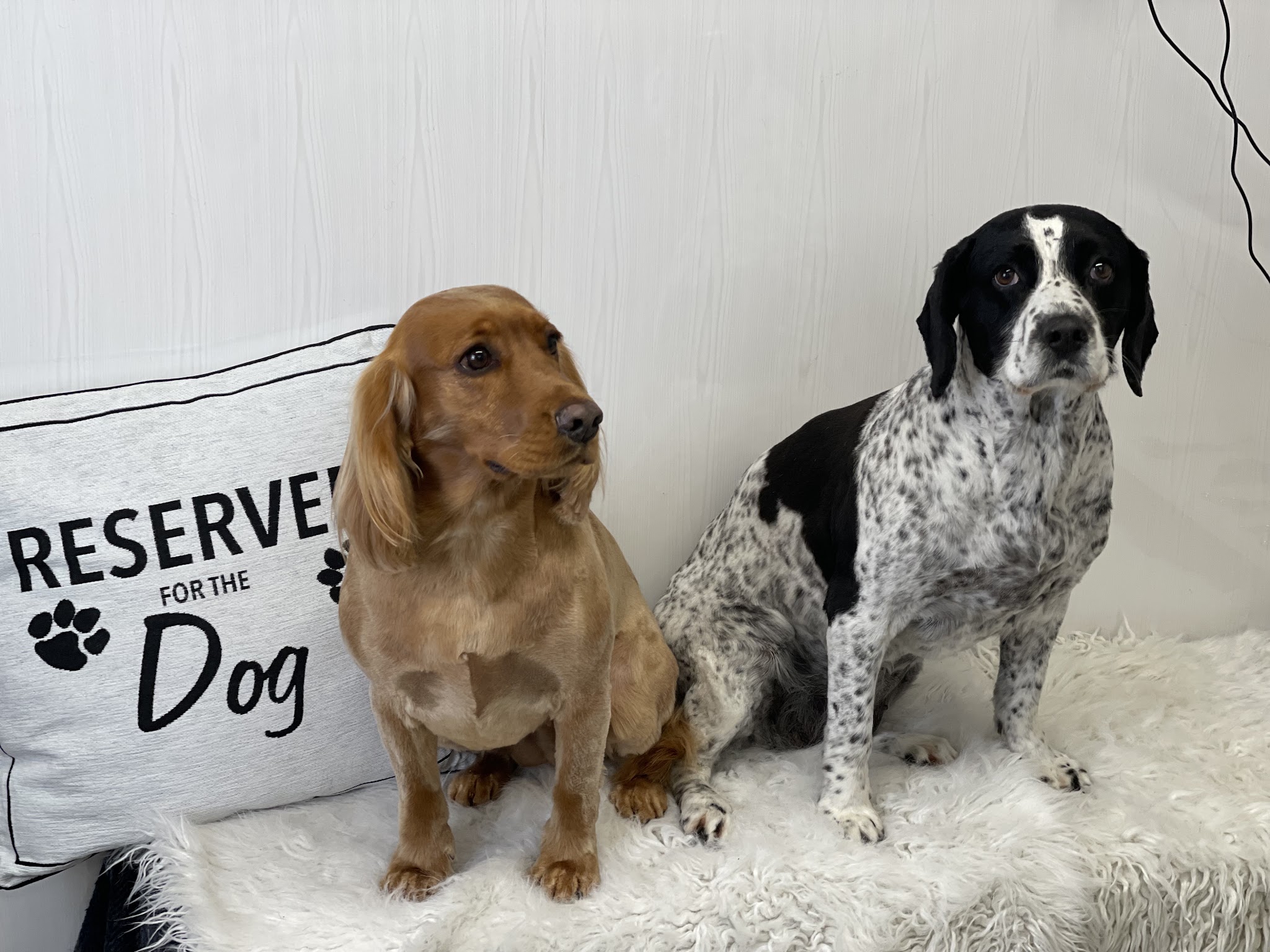 Two spaniels after their groom beside a Reserved for the Dog cushion