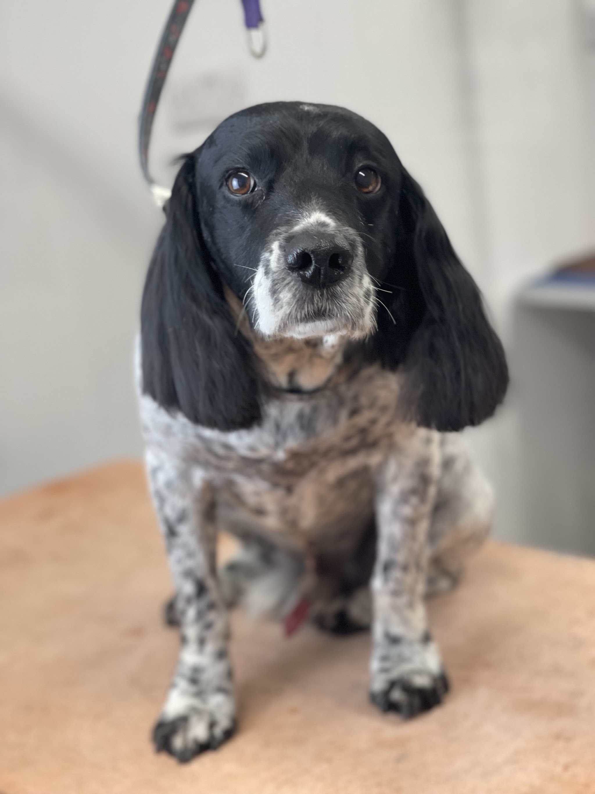A black and white spaniel looking up from the grooming table