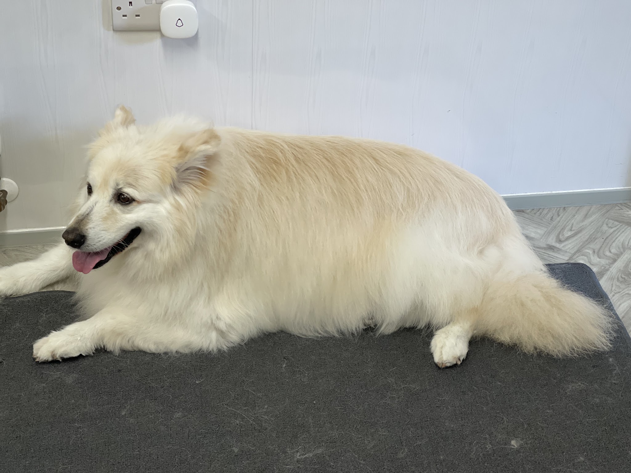 A fluffy cream dog stretched out after a brush and blow dry